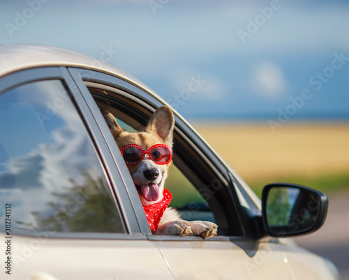 portrait of a trendy funny ginger Corgi dog puppy in sunglasses and headscarf...