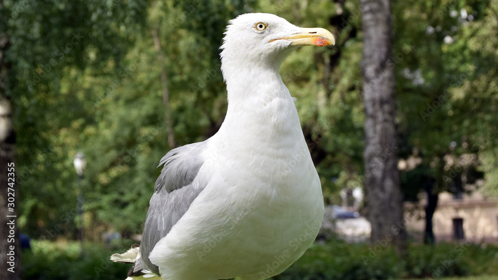 Close up of a grumpy herring gull, Larus argentatus, in a park. Close up of a grumpy herring gull, Larus argentatus, in a park.