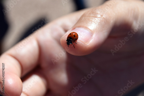 A ladybug or ladybird on human hand. Also called lady beetle.