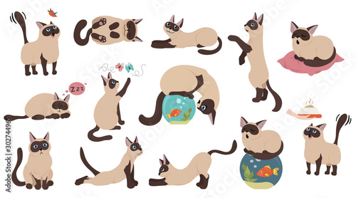 Cartoon cat characters collection. Different cat`s poses, yoga and emotions set. Flat color simple style design. Siamese colorpoint cats