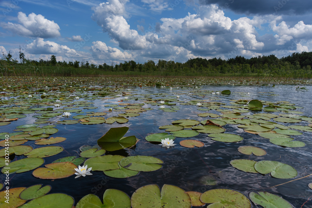 Landscape evening with sunset on a lake with lilies, with beautiful sky in summer season Landscape evening with sunset on a lake with lilies, with beautiful sky in summer season