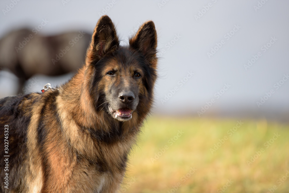 german shepherd german shepherd