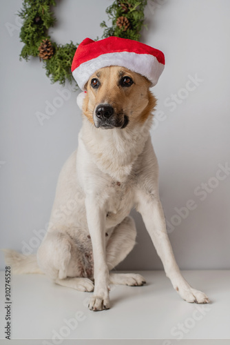 mixed breed shepherd dog wearing santa hat s © dark_blade