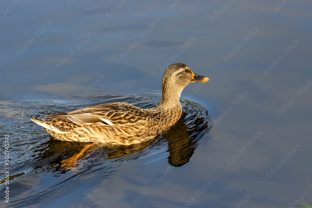 Wild duck swims in the pond. Wild duck swims in the pond.