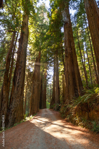 Jedediah Smith Redwoods State Park 