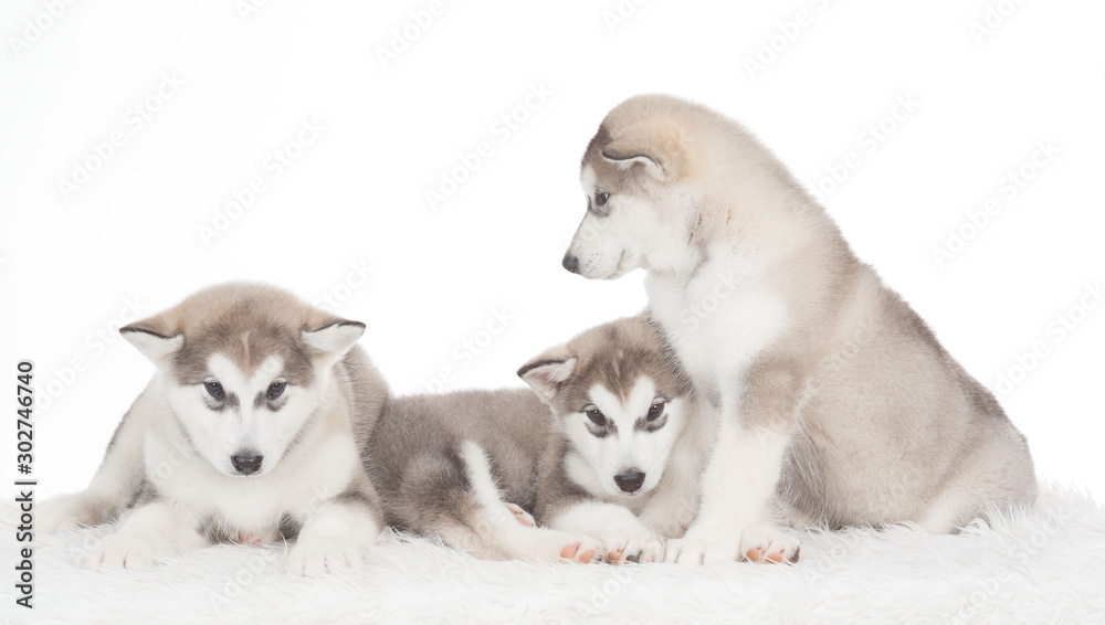 Animals. Three puppies Husky white isolated Animals. Three puppies Husky white isolated