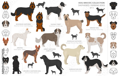 Shepherd and herding dogs collection isolated on white. Flat style. Different color and country of origin