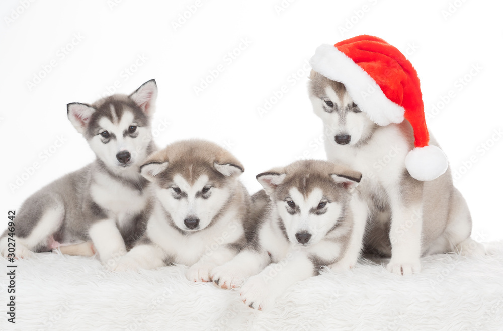 Animals. Four  puppies Husky white isolated, Christmas hat