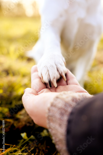 Human hand holding a white dog's paw on a bright golden sunny autumn day on a meadow