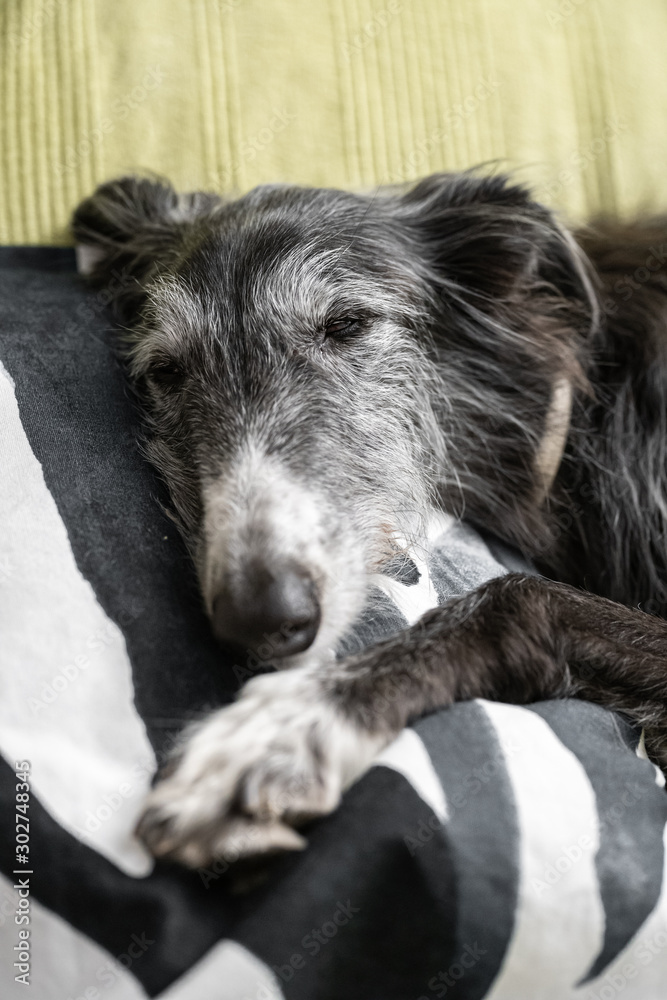 Dog sleeping on the cushion of a sofa Dog sleeping on the cushion of a sofa