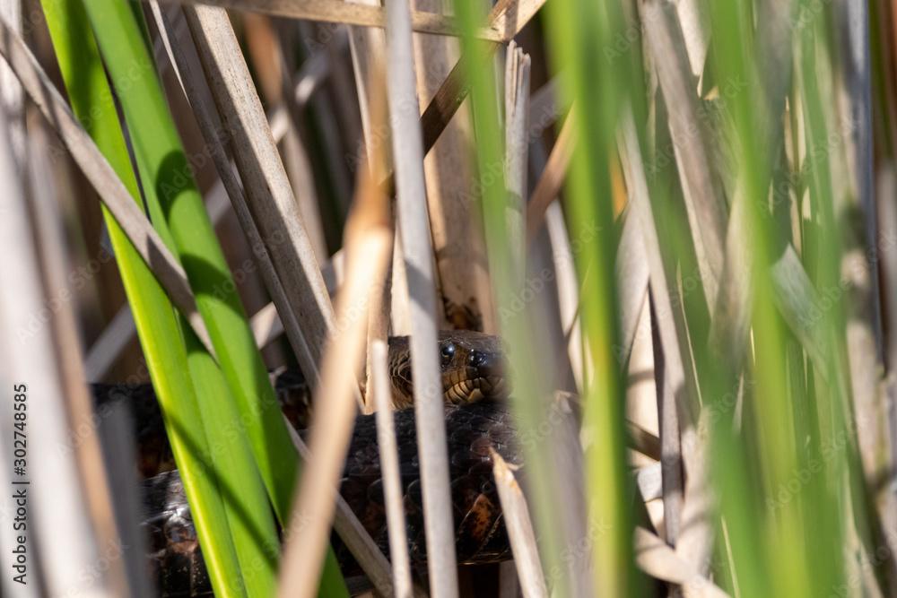 Obraz premium Frontal shot of Northern Water snake concealed in reeds