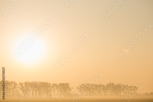 morning foggy yellow on the horizon visible forest