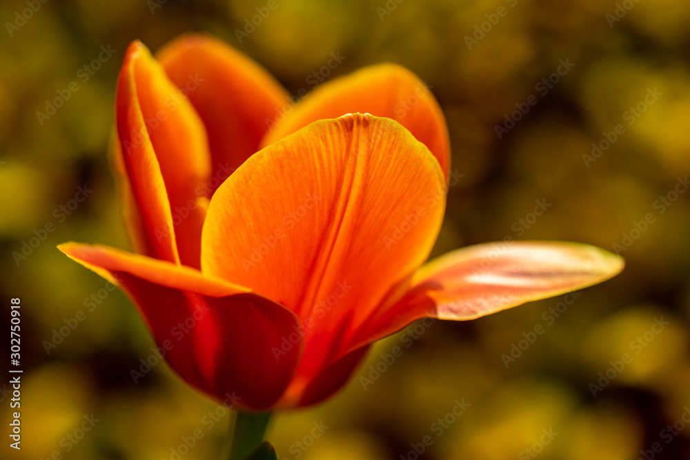 Orangene Blüte