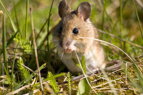 Une mignonne petite souris dans l'herbe verte qui se grignote une graine  photo