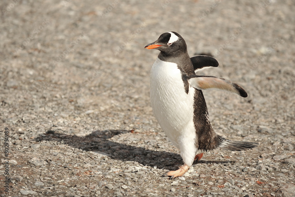 Naklejka premium Penguins in the Antarctic. A colony of penguins in the snow.