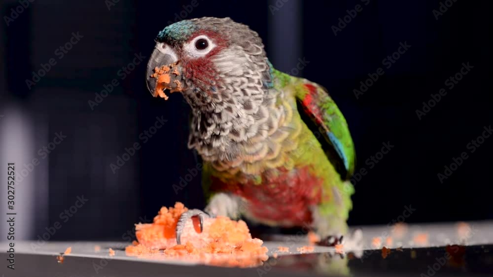 Close-up of a green cheek conure (Pyrrhura Picta Picta, or Painted Parakeet) eating a carrot in the sun