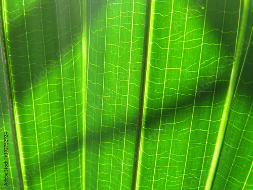 Macro palm leaf