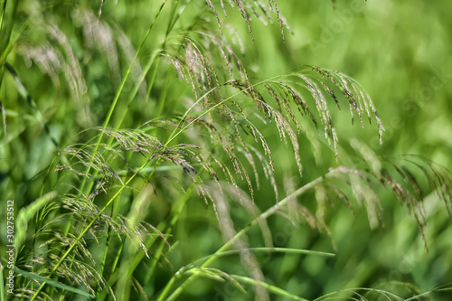 ears of grass on a green background
