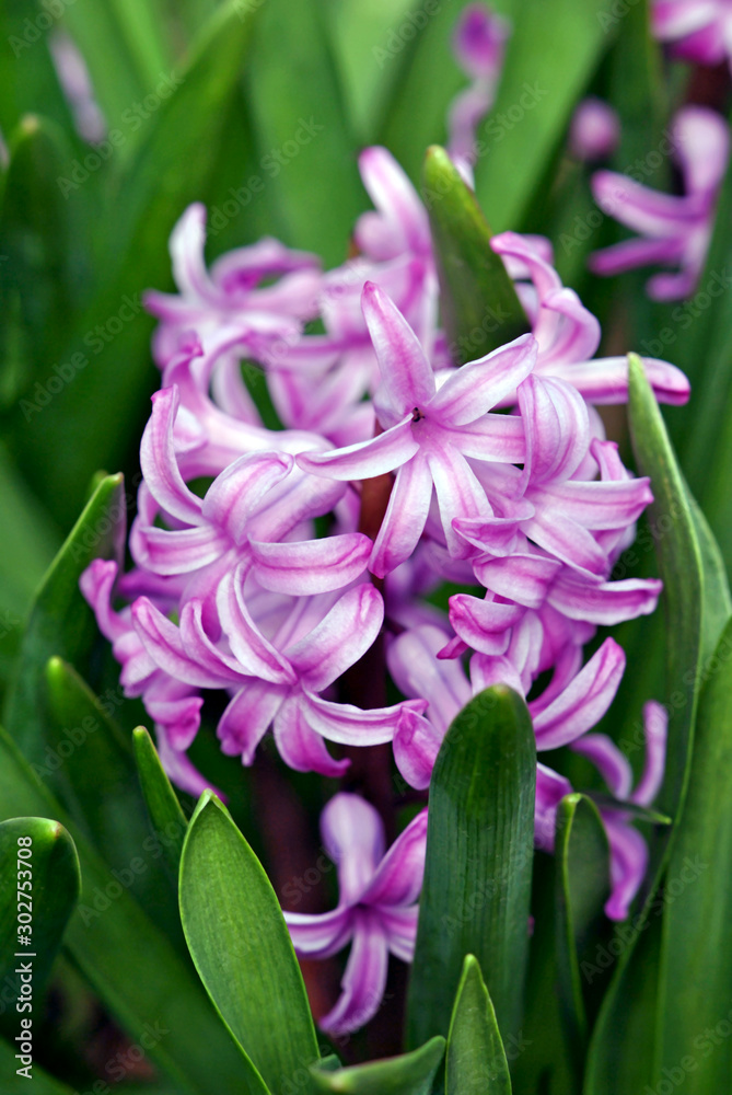 Obraz premium Hyacinth blossoms nestled in the foliage.
