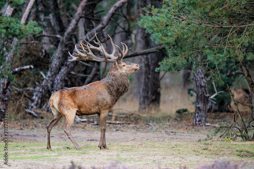 Red deer stag in rutting season in the forest of National Park Hoge Veluwe in the Netherlands