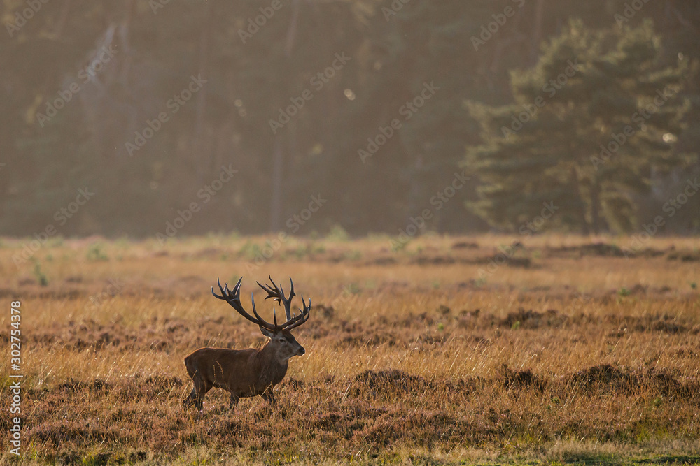 Obraz premium Red deer stag in rutting season in the forest of National Park Hoge Veluwe in the Netherlands