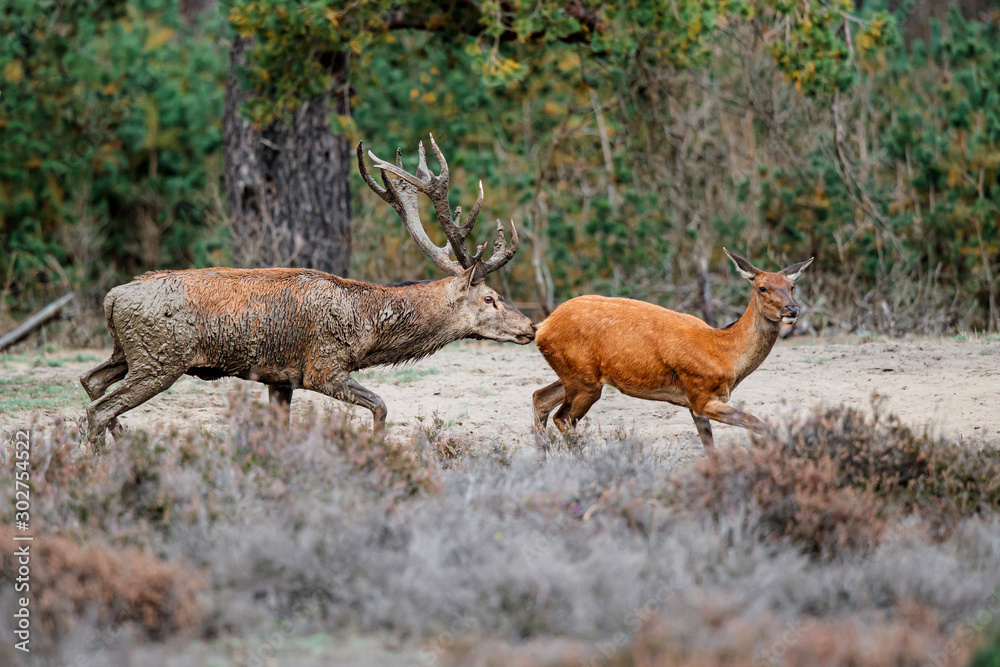Obraz premium Red deer stag chasing a female in rutting season in the forest of National Park Hoge Veluwe in the Netherlands