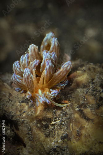Nudibranch Phyllodesmium lizardensis. Underwater macro photography from Lembeh Strait  Indonesia