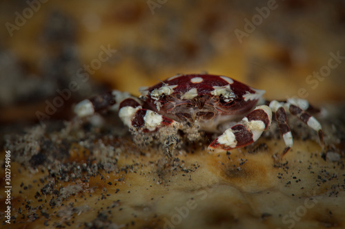 Red-spotted white crab (Liocarcinus orbicularis) on the Sea cucumbers (Holoturian commensal).  Underwater macro picture from diving in Lembeh Strait, Indonesia  photo