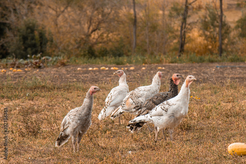 Large group of healthy turkeys in a farm for housework concept. Poultry farming.