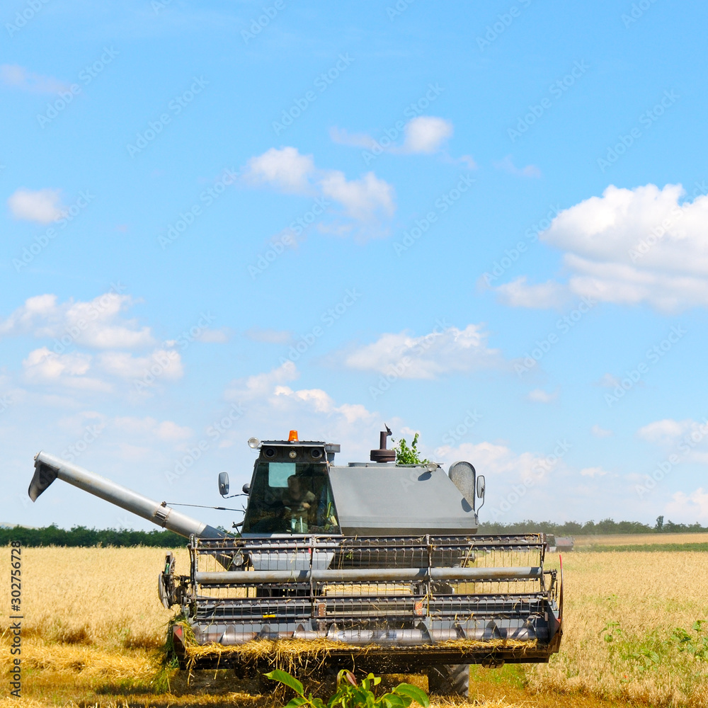 Fototapeta premium Harvester machine working in field .
