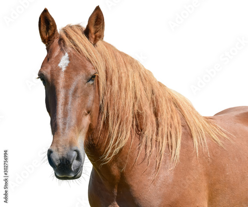 Obraz na płótnie Horse head isolated on white