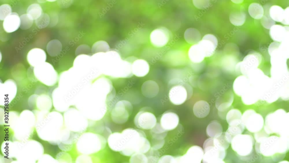 blurred background of green tree out focus as bokeh background. blurred background of green tree out focus as bokeh background.