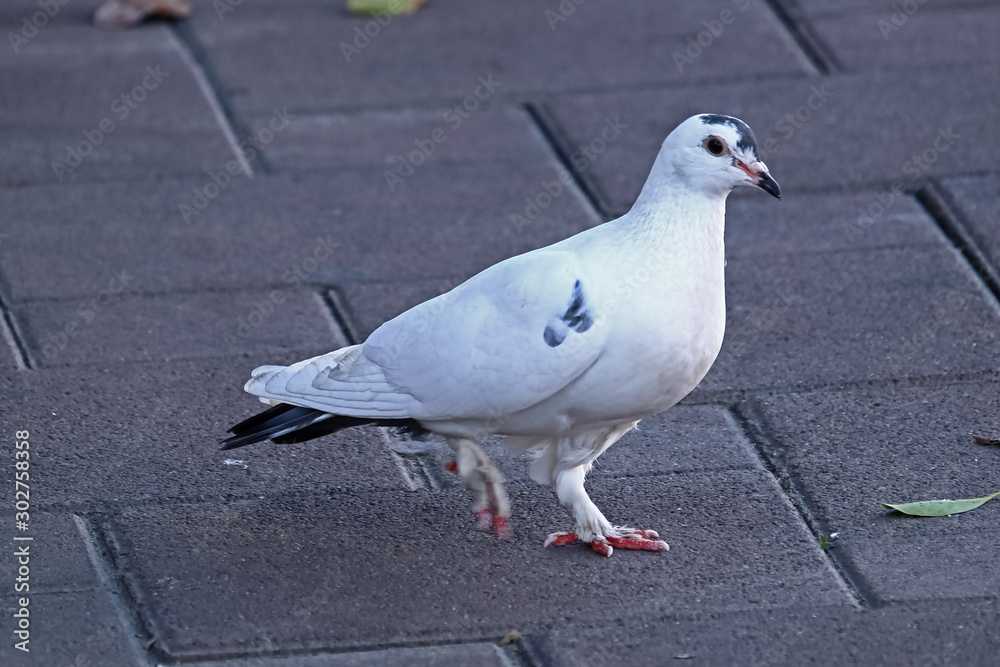 Fototapeta premium A white feral pigeon (Columba livia domestica) walking on the pavement