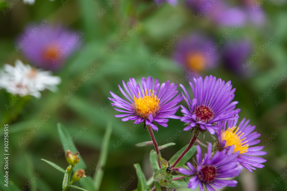New England Aster Flowers in Bloom in Autumn New England Aster Flowers in Bloom in Autumn