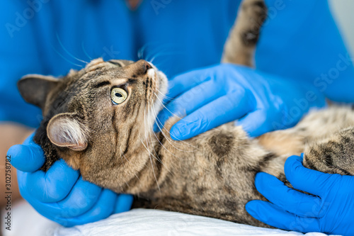 Fototapeta Naklejka Na Ścianę i Meble -  Veterinarians carry through an ultrasound examination of a domestic cat
