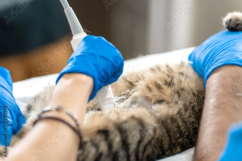 Veterinarians carry through an ultrasound examination of a domestic cat photo