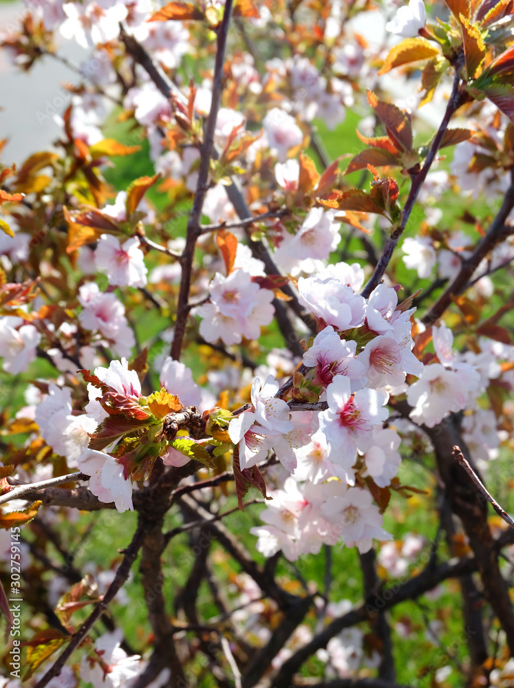 Cherry blossoms in the shade of early spring in the garden Cherry blossoms in the shade of early spring in the garden