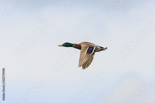 The male mallard is flying in sky