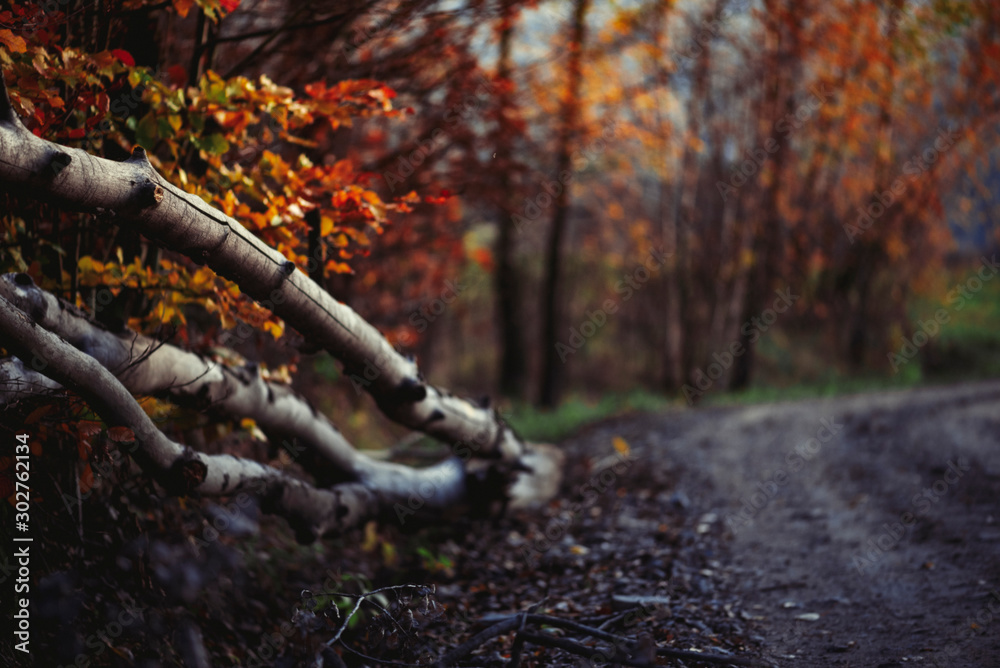 autumn autumn