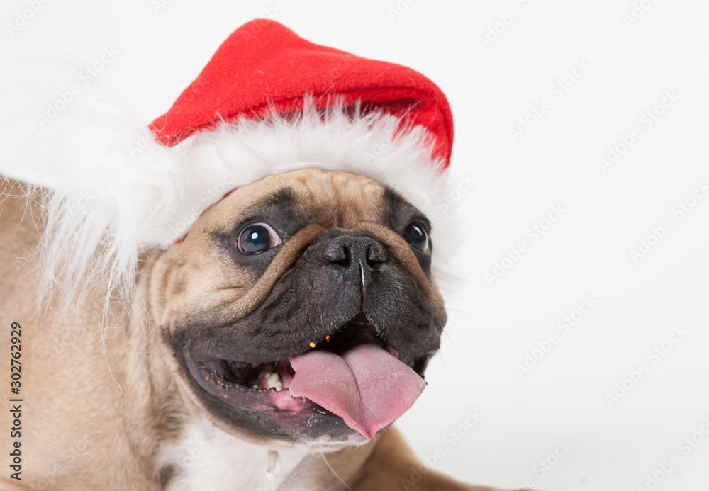 Animals. One beige french bulldog white isolated, Christmas hat Animals. One beige french bulldog white isolated, Christmas hat