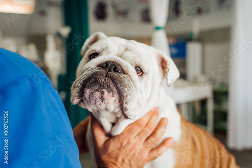 Portrait of a english bulldog at vet clinic, close-up.