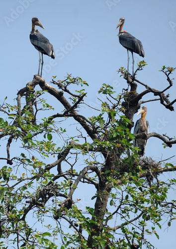 A group of rare Greater Adjutant storks, now an endangered species, perched high up in a tree, Hajo district, Assam