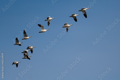 Snow Geese Migration. © davidhoffmann.com