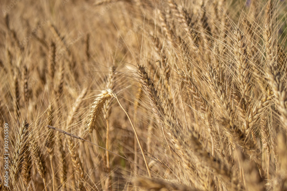Fototapeta premium Wheat field on a sunny day. Golden wheat seeds.
