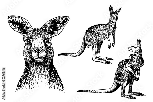 Graphical set of kangaroos isolated on white background ,vector sketchy illustration