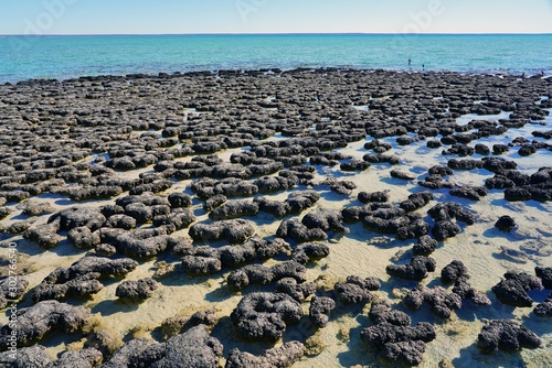 View of microbial mats stromatolites at the Hamelin Pool in Shark Bay, World Heritage area, Western Australia photo