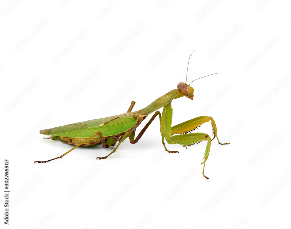 large green mantis with long antennas stands sideways large green mantis with long antennas stands sideways
