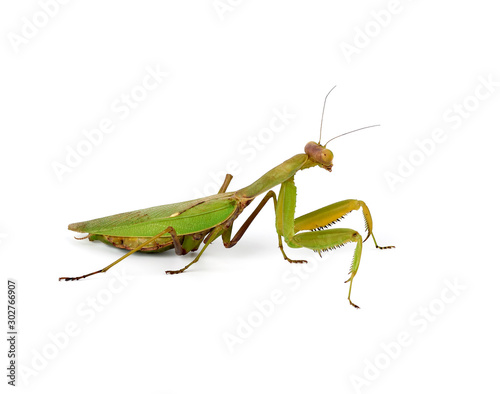 large green mantis with long antennas stands sideways