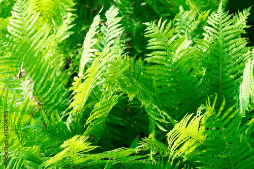 Photo of the leaves of the fern plant. photo