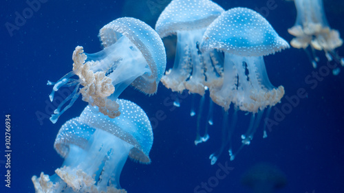 Canvas Print blue jellyfish in water